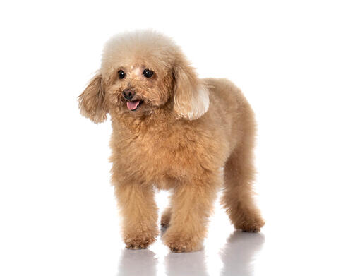 Fluffy puppies walking puppy hot sale poodle